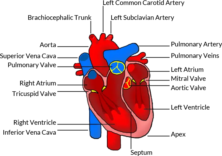the human heart