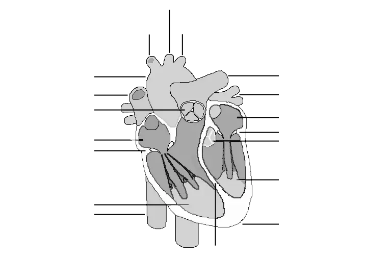 the human heart black and white without labels