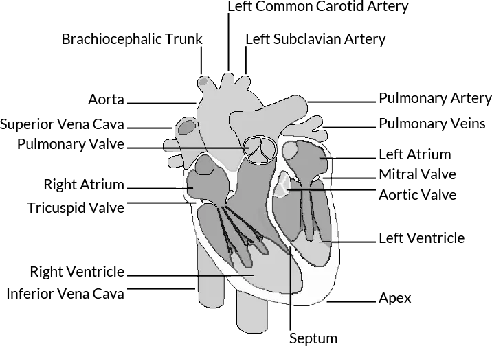 the human heart black and white