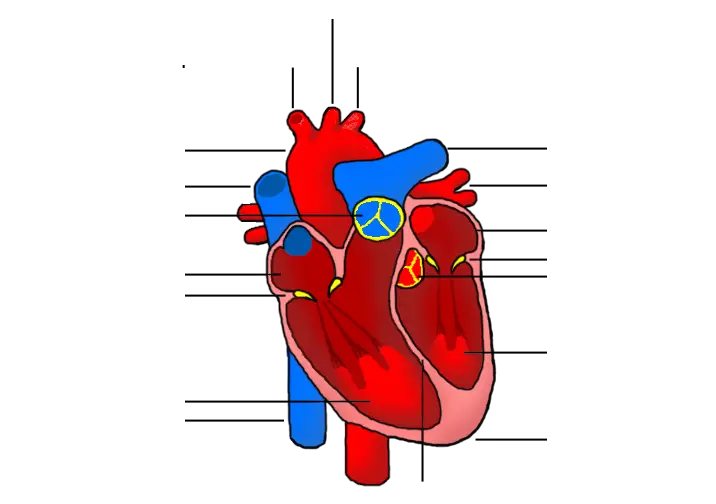 the human heart no labels